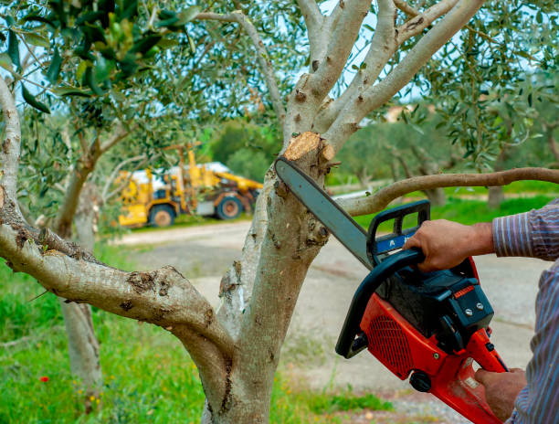 Tree Removal for Businesses in Green Tree, PA